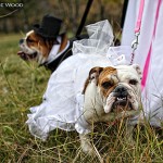Brides, Grooms & their Pets!
