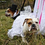 Brides, Grooms & their Pets!