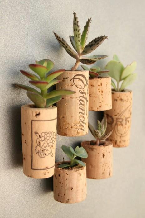 succulent trimming wine cork