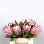 Protea Flower Ideas!