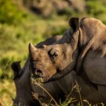 Zimbali Rentals can change the way you are planning your wedding this year